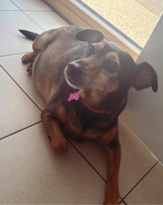 Photo de galerie - Garde chien