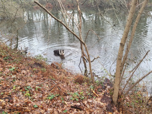 Photo de galerie - Looki est un berger australien âgé de 10 ans qui écoute très bien.
je lai dresse aux câlins et aux croquettes 