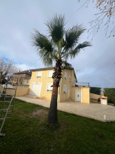 Photo de galerie - Un palmier en bonne santé, c’est aussi un jardin valorisé. Nous intervenons pour : ✔ Le nettoyage du tronc ✔ L’élimination des palmes mortes ✔ La mise en forme esthétique et soignée