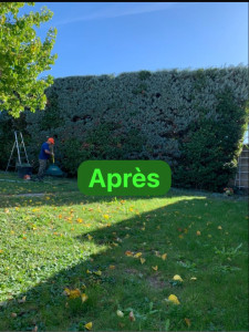 Photo de galerie - Taille de haie