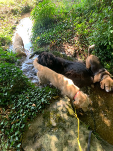 Photo de galerie - Garde chien