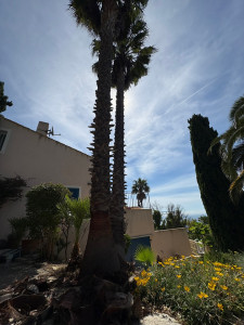 Photo de galerie - Elagage et coupe d'arbres