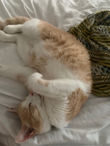 Photo de galerie - Chat paisible