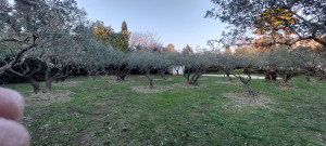 Photo de galerie - Elagage et coupe d'arbres