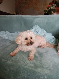 Photo de galerie - Youpi, caniche nain de 15 ans, aime le 