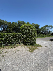 Photo de galerie - Taille de haies et d'arbustes