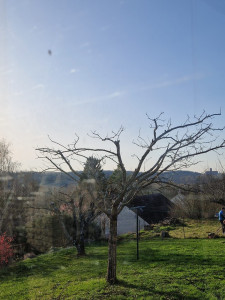 Photo de galerie - Taille de fruité. 