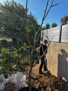 Photo de galerie - En pleine plantation d’un arbre, prenant soin de préparer le terrain avec précision. Que ce soit pour la création, l'entretien ou l'aménagement de votre jardin, je m’engage à fournir un travail soigné