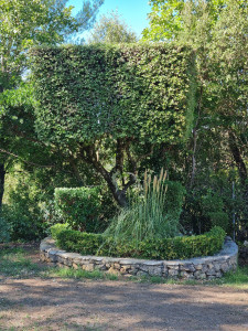 Photo de galerie - Taille de haies et d'arbustes