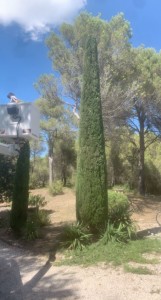 Photo de galerie - Taille de haies et d'arbustes