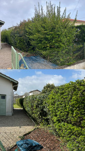 Photo de galerie - Taille de haies et d'arbustes