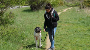 Photo de galerie - Activités pour travailler mon chien. 