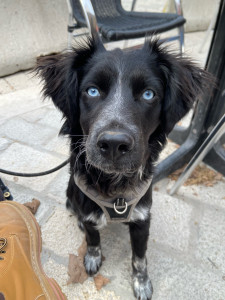 Photo de galerie - Garde animaux
