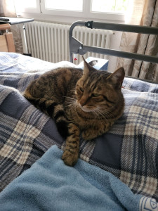 Photo de galerie - Une tres belle rencontre, chat adorable ainsi que les propriétaires 