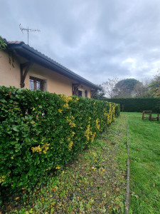 Photo de galerie - Taille de haies 