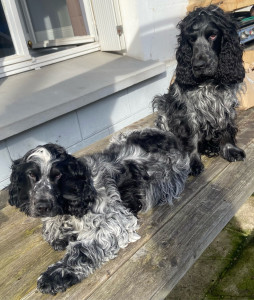 Photo de galerie - Visites et sorties de vos animaux de compagnie. nettoyage de leurs espaces de vie.