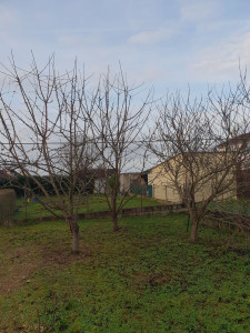 Photo de galerie - Elagage et coupe d'arbres