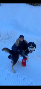 Photo de galerie - Garde de chien