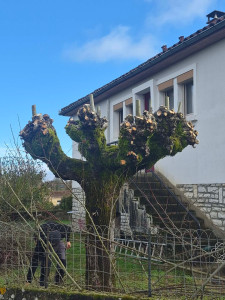 Photo de galerie - Elagage et coupe d'arbres