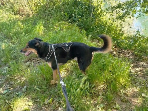 Photo de galerie - Garde beauceron