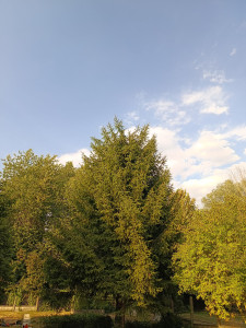 Photo de galerie - Étêtage d'un Sapin 2/2