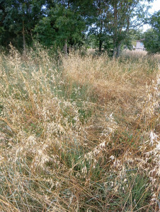Photo de galerie - Il peut couper l'herbe jusqu'à trois mètres de haut 