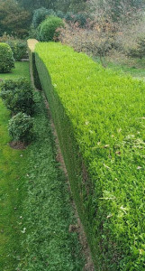 Photo de galerie - Taille de haies et d'arbustes