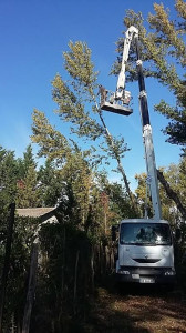 Photo de galerie - Abattage d’un arbre avec intervention de la nacelle