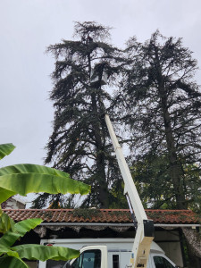 Photo de galerie - Elagage et coupe d'arbres