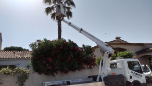 Photo de galerie - Elagage palmier