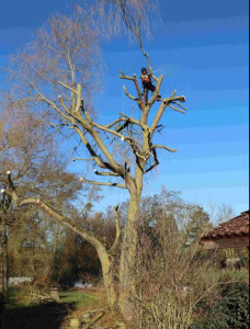 Photo de galerie - Elagage et coupe d'arbres