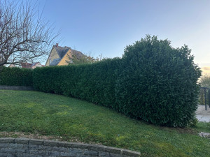 Photo de galerie - Taille de haie de laurier 