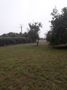 Photo de galerie - Finition de mon travail d'une taille de h
aie et de débroussaillage