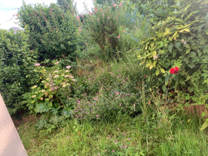 Photo de galerie - Tonte de pelouse - Débroussaillage