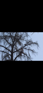 Photo de galerie - Elagage et coupe d'arbres