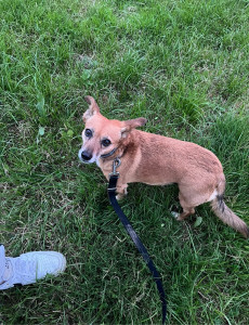 Photo de galerie - Petite promenade en campagne ☺️