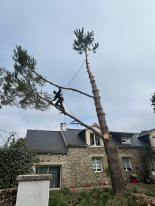 Photo de galerie - élagage 