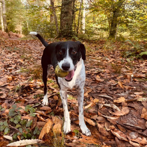 Photo de galerie - Dog sitting forêt