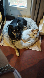 Photo de galerie - Snoopy et Spritz, deux petits pensionnaires qui se sont tout de suite entendus. 
Adorables et joueurs, ils ont passé un très bon moment à la maison 