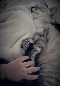 Photo de galerie - Séance câlin avec notre chat