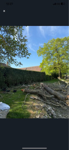 Photo de galerie - Elagage et coupe d'arbres
