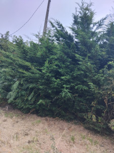 Photo de galerie - Entretien jatdin