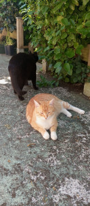 Photo de galerie - Garde chat