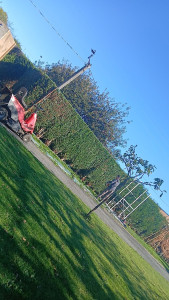 Photo de galerie - Taille de haies