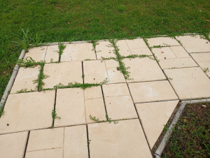 Photo de galerie - Désherbage allée puis joints en sable 