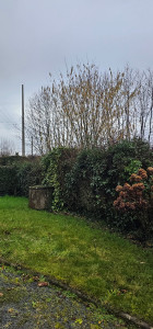 Photo de galerie - AVANT
taille de haie, tonte.
