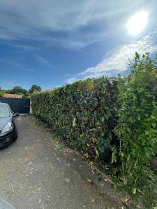 Photo de galerie - Taillage de haie 