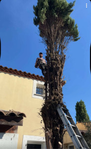 Photo de galerie - Abattage d’un cyprès à la grimpe accès assez difficile travaux fini sans dégât ??