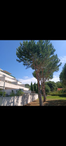 Photo de galerie - Elagage et coupe d'arbres