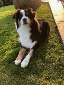 Photo de galerie - Mon Berger Australien 